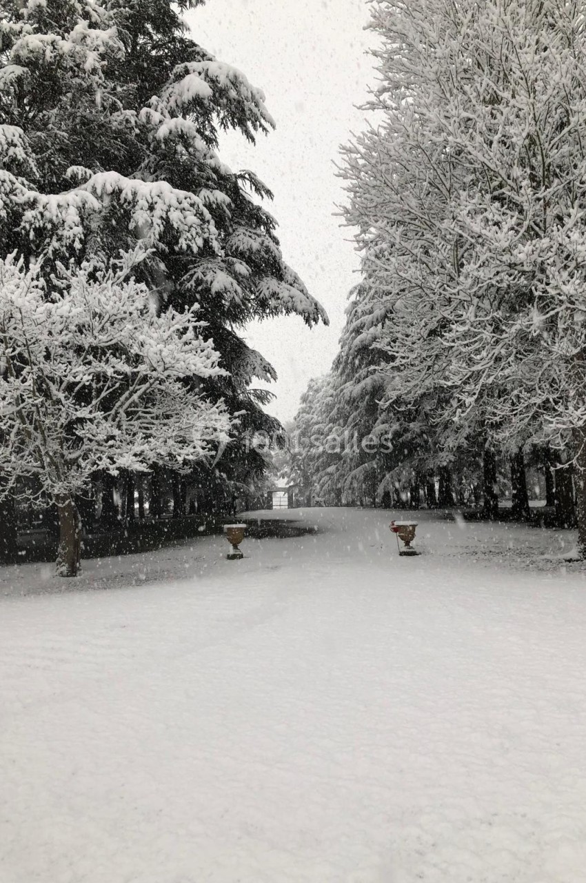 Allée bordée d'arbres recouverts de neige sous une chute de flocons, créant un paysage hivernal paisible.