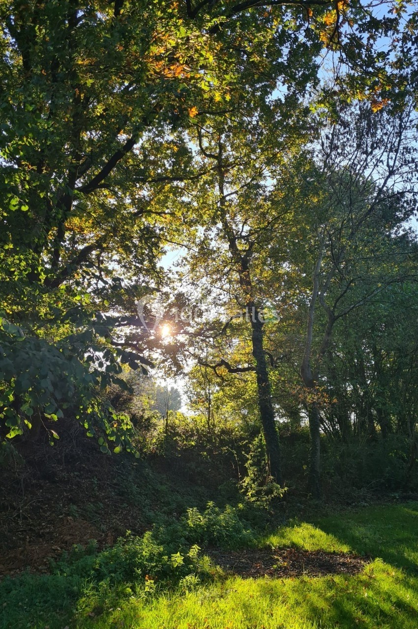 Sous-bois ensoleillé avec des arbres aux feuilles vertes et des rayons de lumière filtrant à travers le feuillage.