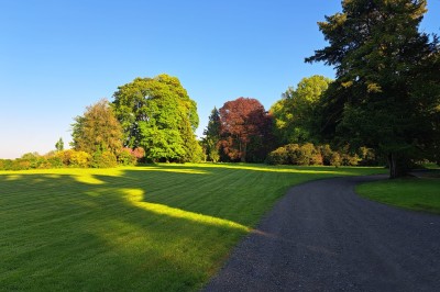 Allée bordée d'arbres enneigés vue depuis l'intérieur d'une voiture, avec un chemin partiellement dégagé.