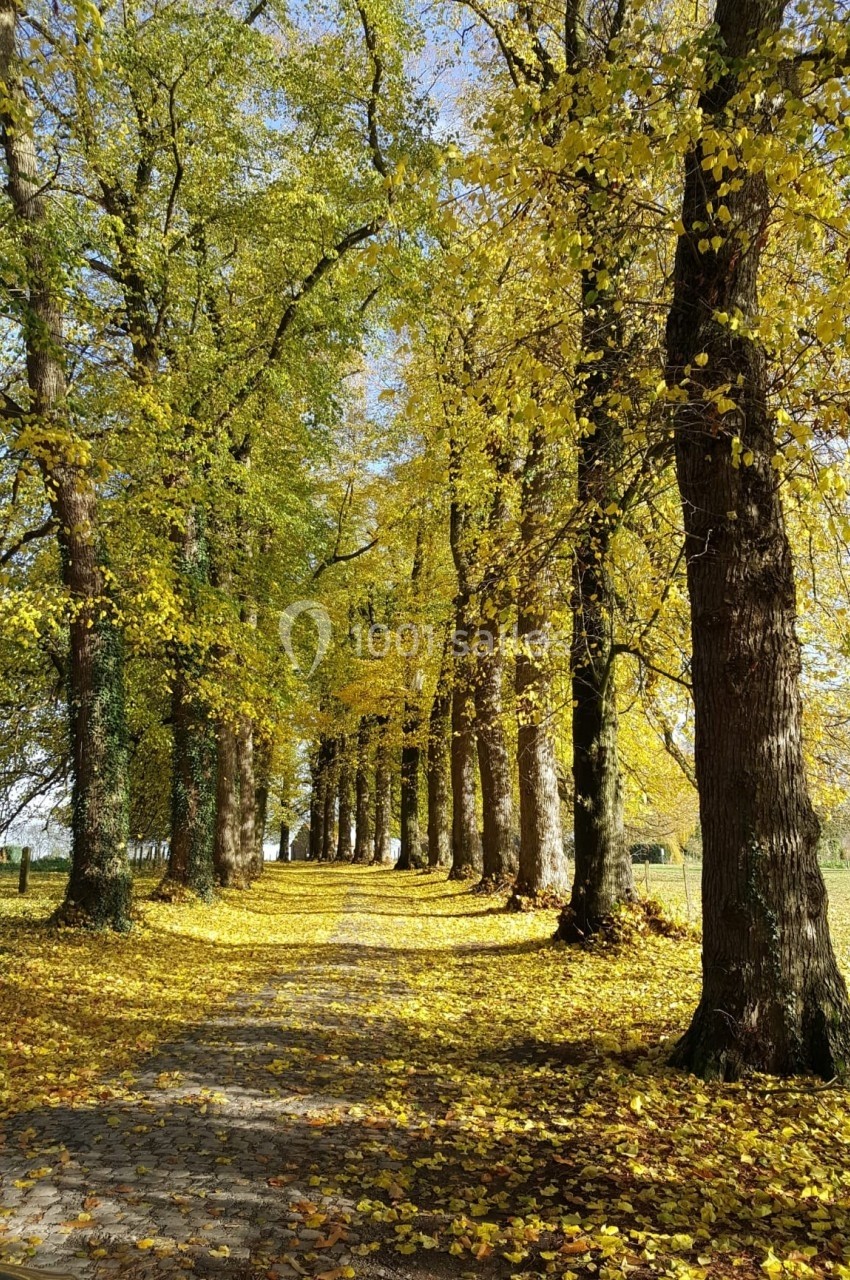 Allée bordée d'arbres aux feuilles jaunes et vertes, avec un sol couvert de feuilles tombées en automne.