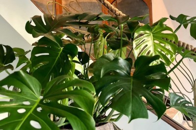 Vue aérienne d'une campagne verdoyante avec des champs, des arbres, une rivière et des habitations au loin.