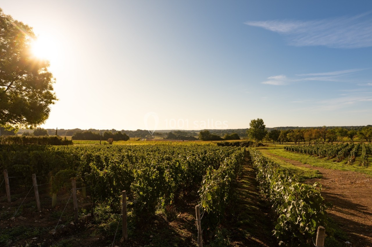 Vignoble verdoyant sous un ciel dégagé au coucher du soleil, avec des rangées de vignes bien alignées.