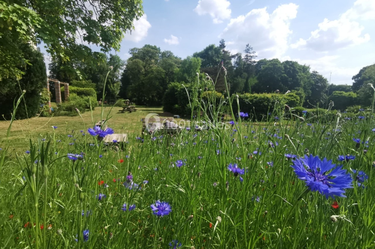 Champ fleuri avec des bleuets au premier plan, arbres et ciel bleu parsemé de nuages en arrière-plan.