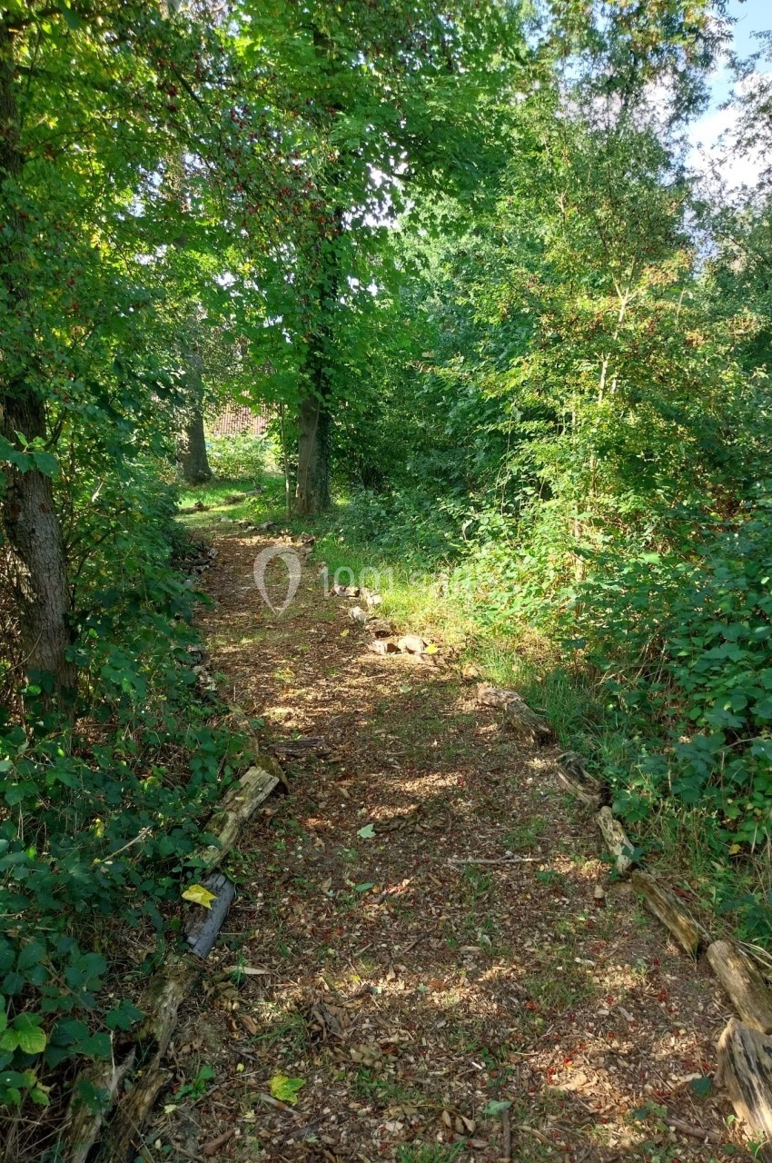 Sentier forestier bordé de végétation dense, éclairé par des rayons de soleil traversant les arbres.