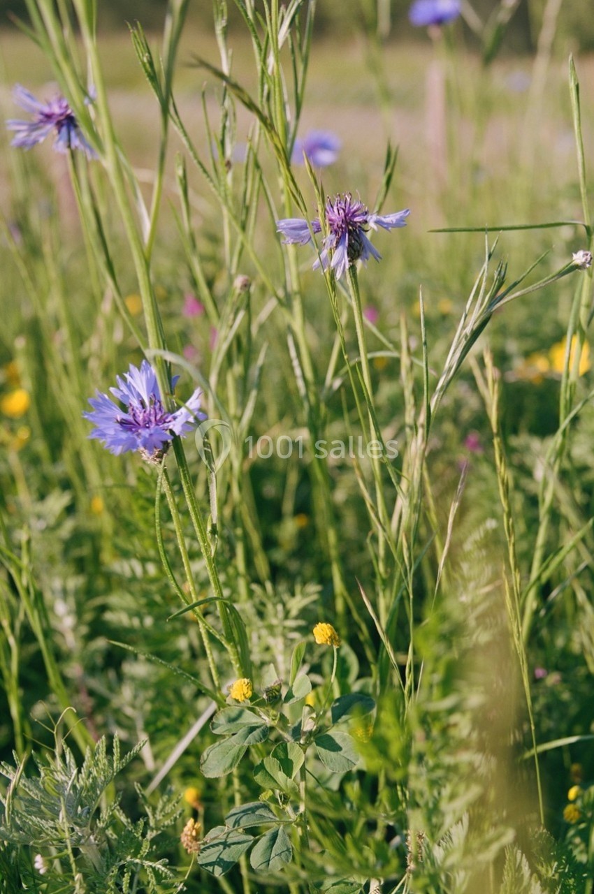 Location salle La Ville-aux-Clercs (Loir-et-Cher) - Repère Sauvage #14