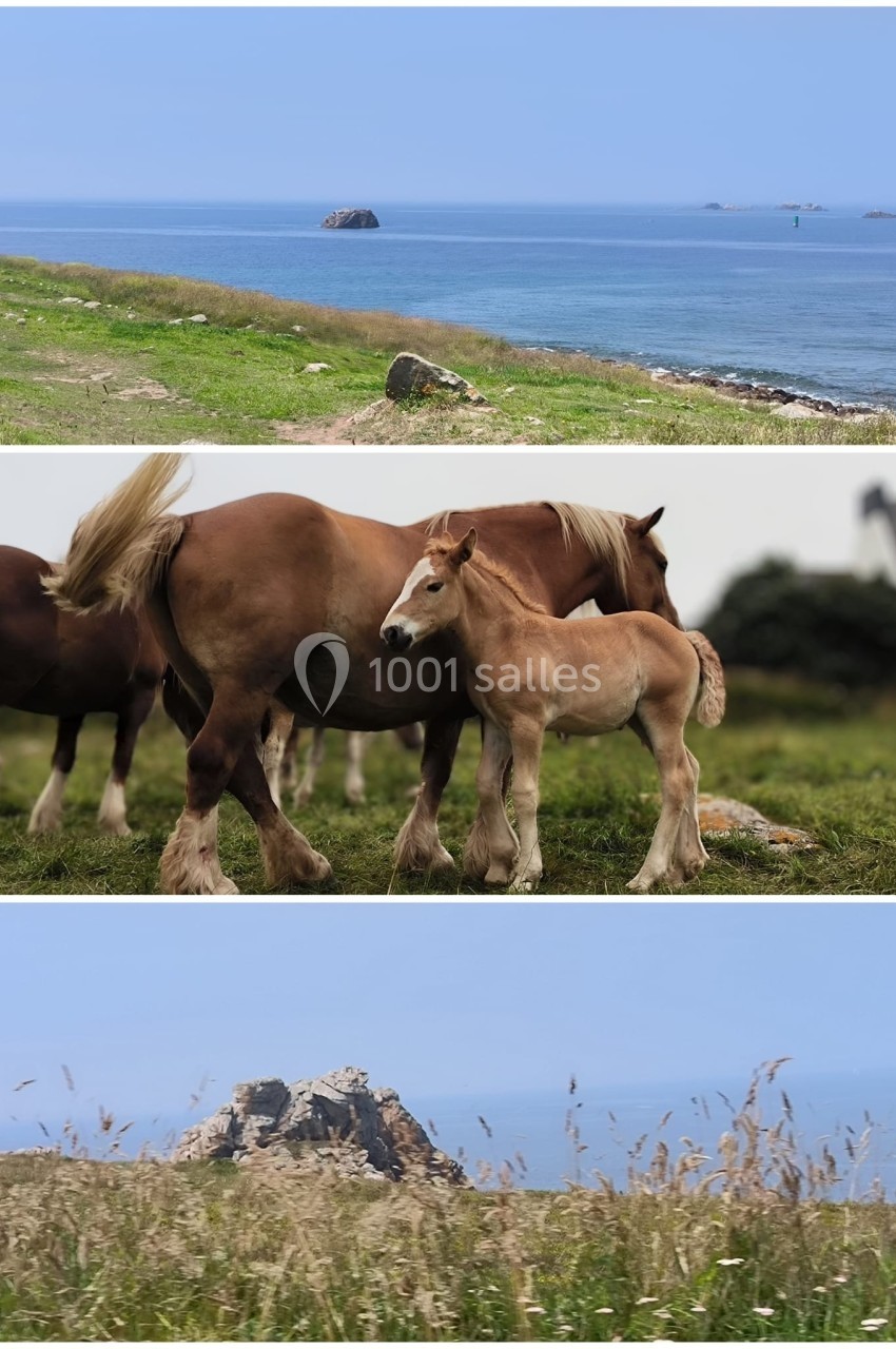 1. Vue sur une côte rocheuse avec la mer bleue en arrière-plan. 2. Jument et poulain debout dans un pré verdoyant. 3…