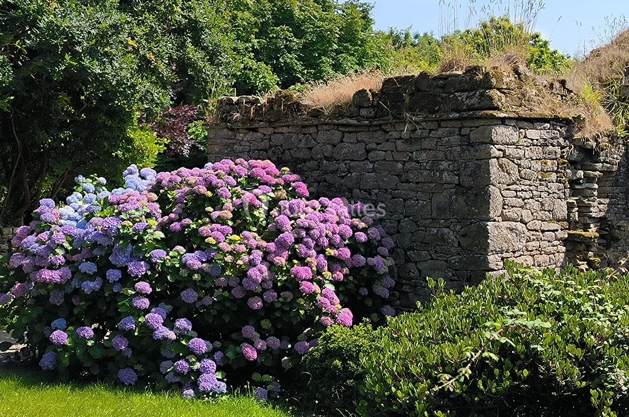 Massif d'hortensias colorés devant un mur en pierre ancienne entouré de verdure.
