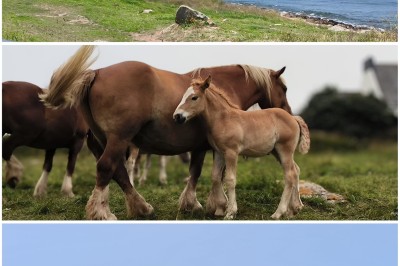 1. Vue sur une côte rocheuse avec la mer bleue en arrière-plan. 2. Jument et son poulain debout dans un pré verdoyant. 3…