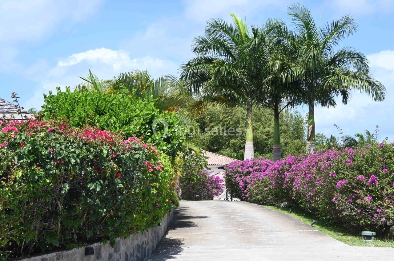 Allée bordée de haies fleuries et de palmiers, menant à une maison sous un ciel bleu.