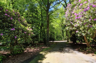 Chemin ombragé bordé de grands arbres et de buissons fleuris de fleurs violettes dans un parc verdoyant.