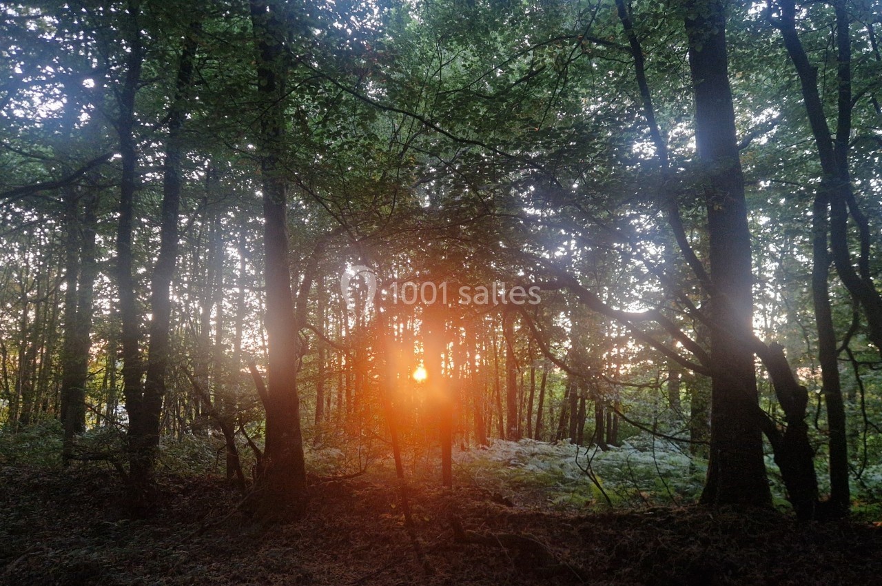 Sous-bois illuminé par un coucher de soleil, avec des arbres denses et des fougères au sol.
