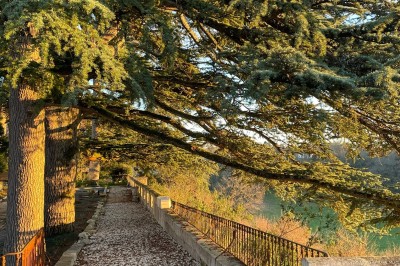 Allée bordée de grands arbres et de feuilles tombées, longeant une balustrade en pierre au coucher du soleil.