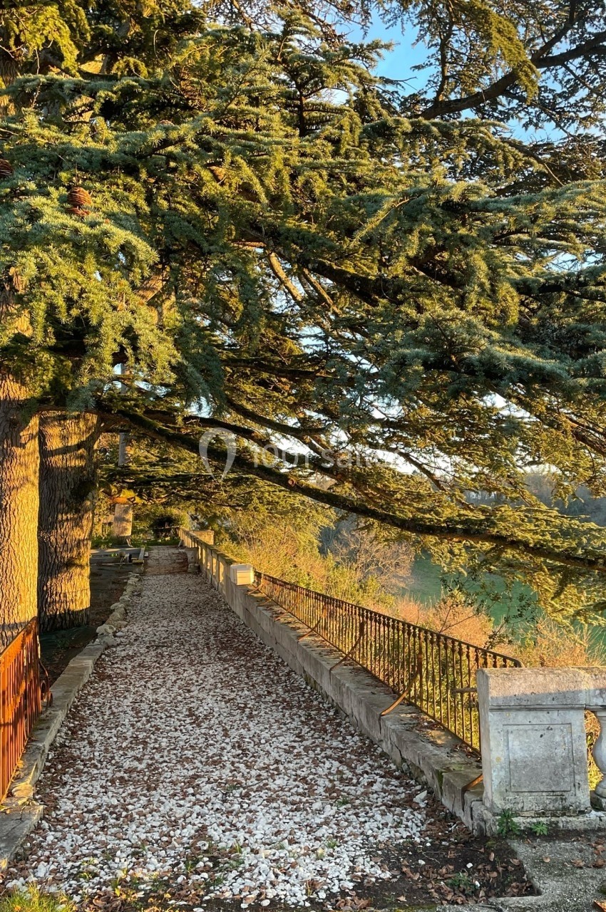 Allée bordée de grands arbres et de feuilles tombées, longeant une balustrade en pierre au coucher du soleil.