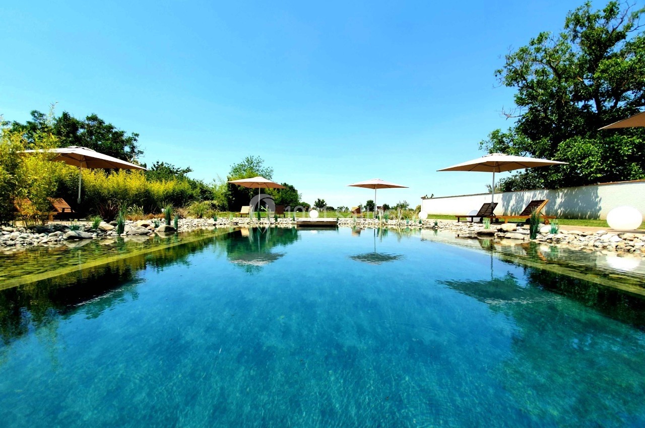 Piscine naturelle entourée de végétation, transats et parasols sous un ciel bleu dégagé.
