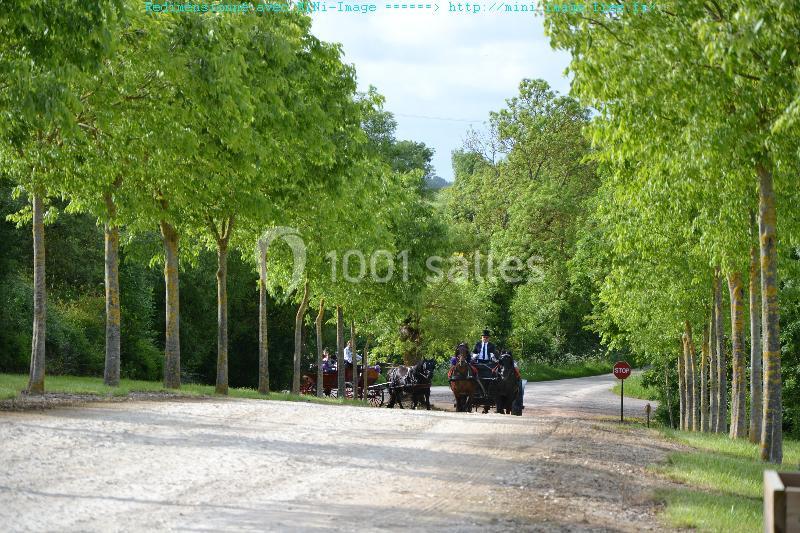 Un chemin bordé d'arbres avec des calèches transportant des passagers sur une route de campagne.