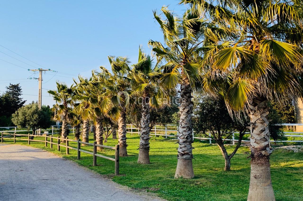 Alignement de palmiers bordant un chemin de terre, entourés de pelouse et de clôtures en bois, sous un ciel dégagé.