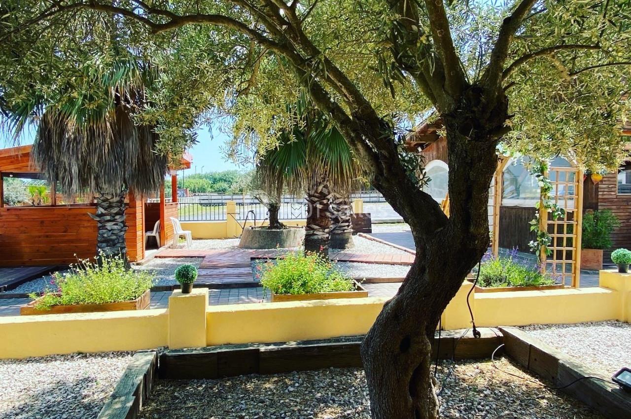 Arbre au tronc noueux dans un jardin ensoleillé, entouré de graviers, de plantes et de structures en bois.