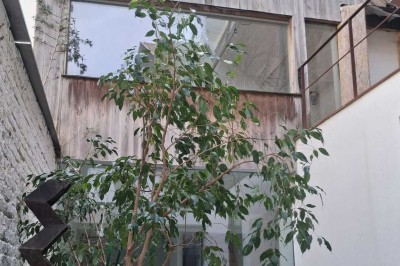 Façade d'une maison moderne en bois avec de grandes baies vitrées, entourée de murs en briques et végétation.