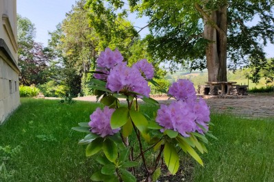 Miniature Location salle Chaptuzat (Puy-de-Dôme) - Château des Bérangers #25 Allée bordée de jeunes arbustes menant à une porte en fer, entourée d'arbres et d'un espace herbeux.