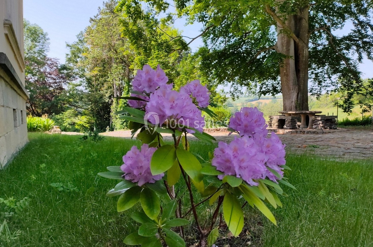 Rhododendron aux fleurs roses en pleine floraison dans un jardin verdoyant, avec des arbres en arrière-plan.