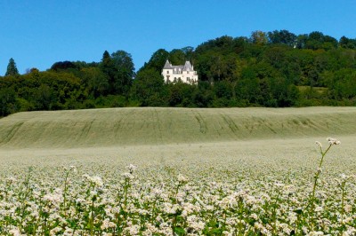 Miniature Location salle Chaptuzat (Puy-de-Dôme) - Château des Bérangers #28 Allée bordée de jeunes arbustes menant à une porte en fer, entourée d'arbres et d'un espace herbeux.