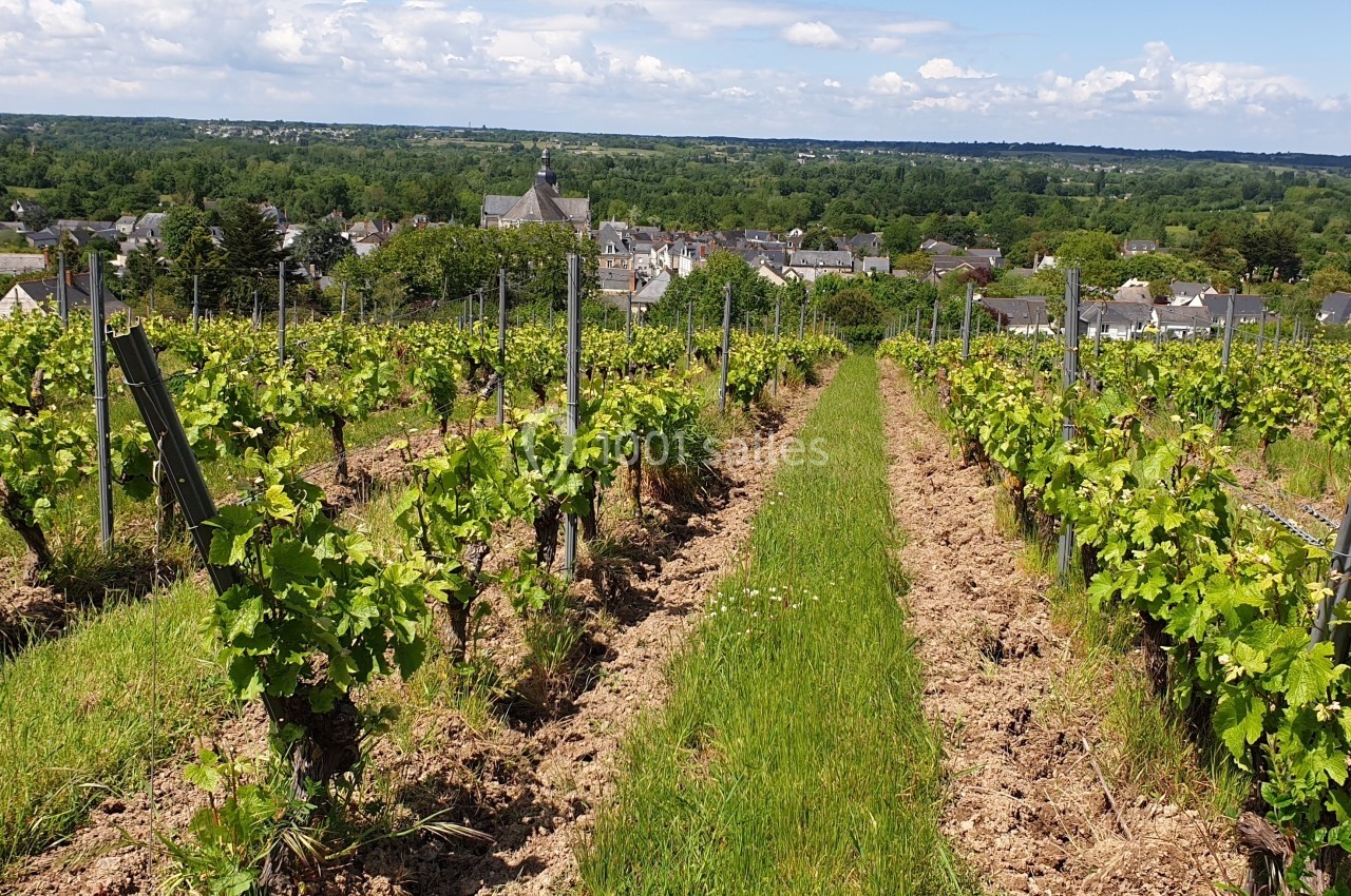 Vignes verdoyantes s'étendant sur des rangées, avec un village et un paysage vallonné en arrière-plan.