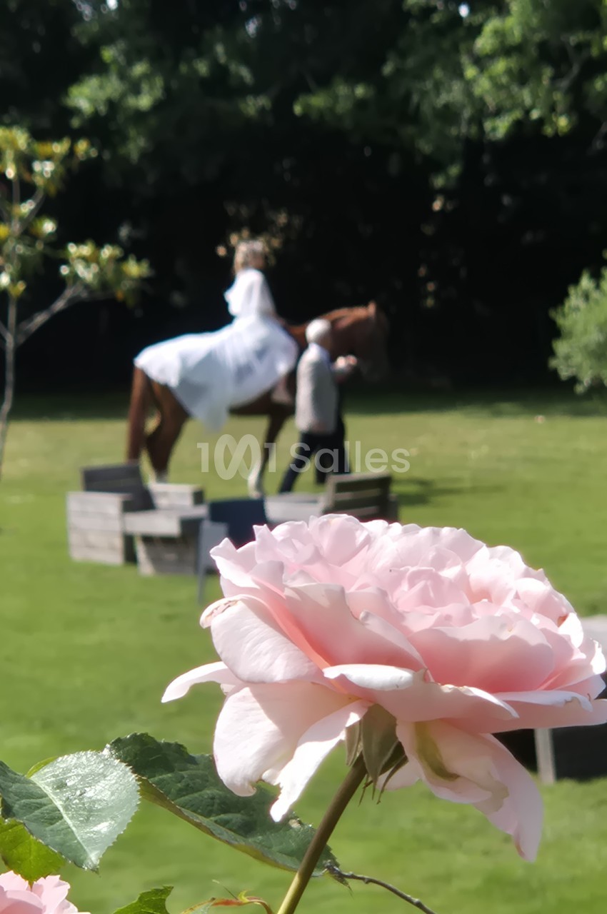 Rose pâle au premier plan, avec en arrière-plan une cavalière en robe blanche sur un cheval sur la pelouse.