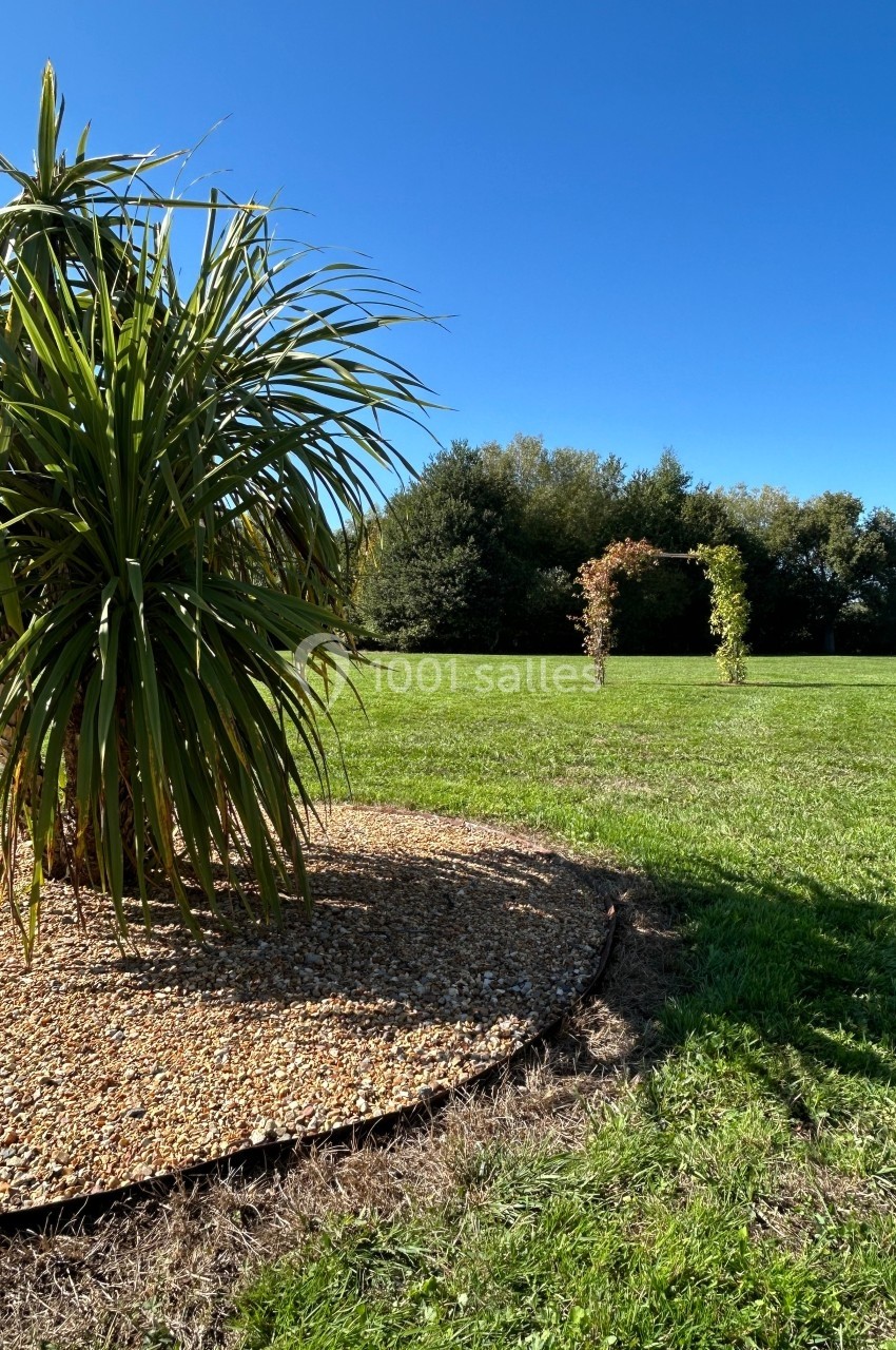 Arbre tropical sur un parterre de gravier, avec une pelouse et une arche végétale en arrière-plan sous un ciel bleu.