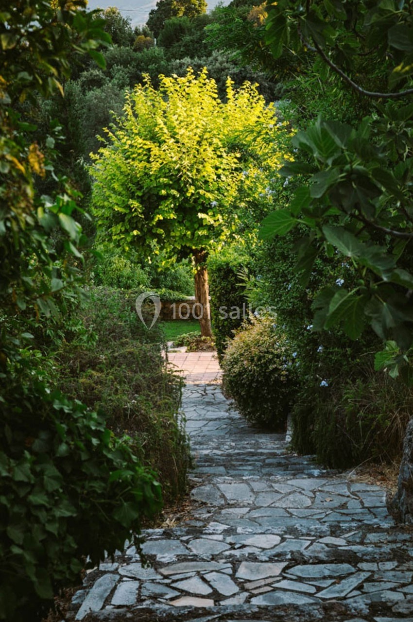Chemin pavé bordé de verdure menant à un arbre éclairé par la lumière naturelle.