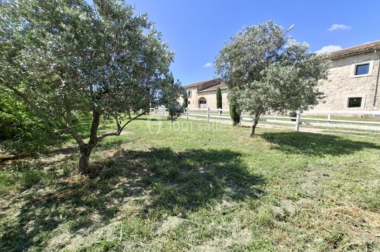 Deux oliviers dans un jardin ensoleillé, avec une maison en pierre et une clôture blanche en arrière-plan.