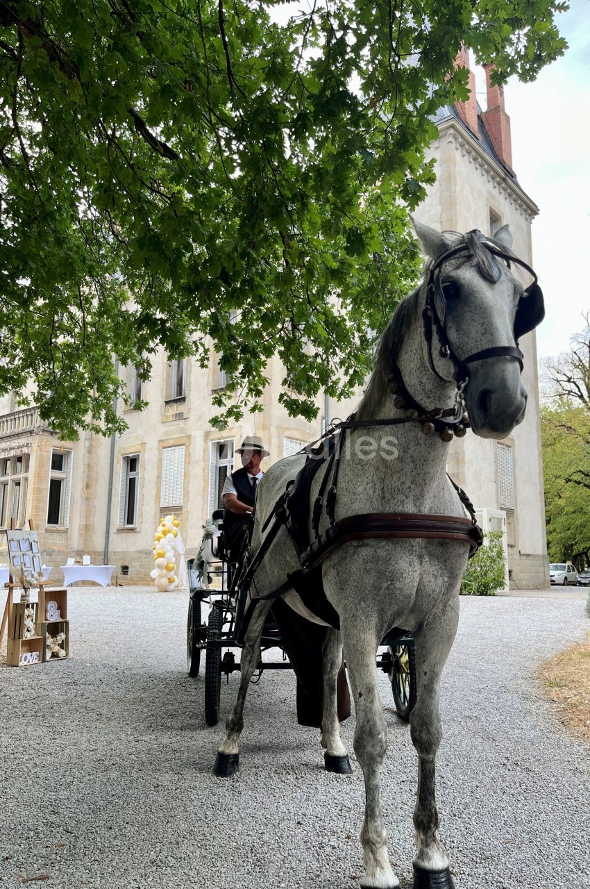 Cheval attelé à une calèche devant le château, conducteur en selle, façade de pierre en arrière-plan.