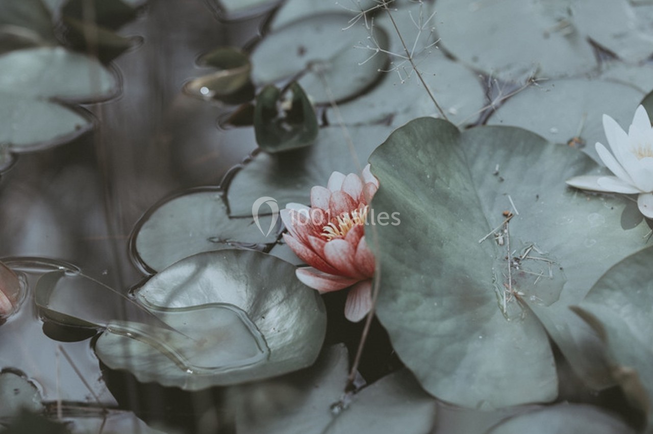 Nénuphar rose flottant parmi des feuilles vertes sur une surface d'eau calme.
