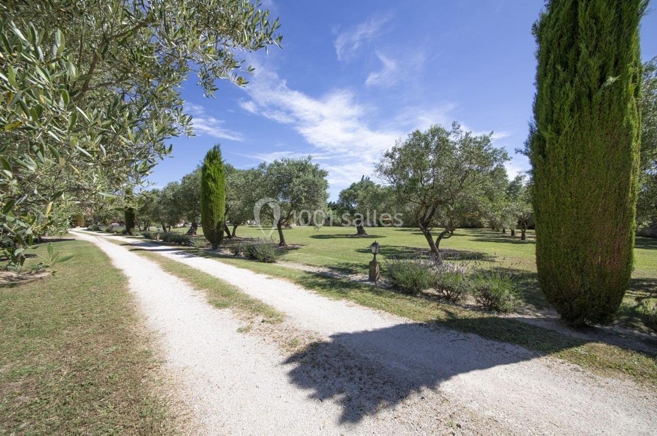 Allée en gravier bordée d'oliviers et de cyprès, traversant un jardin sous un ciel bleu dégagé.