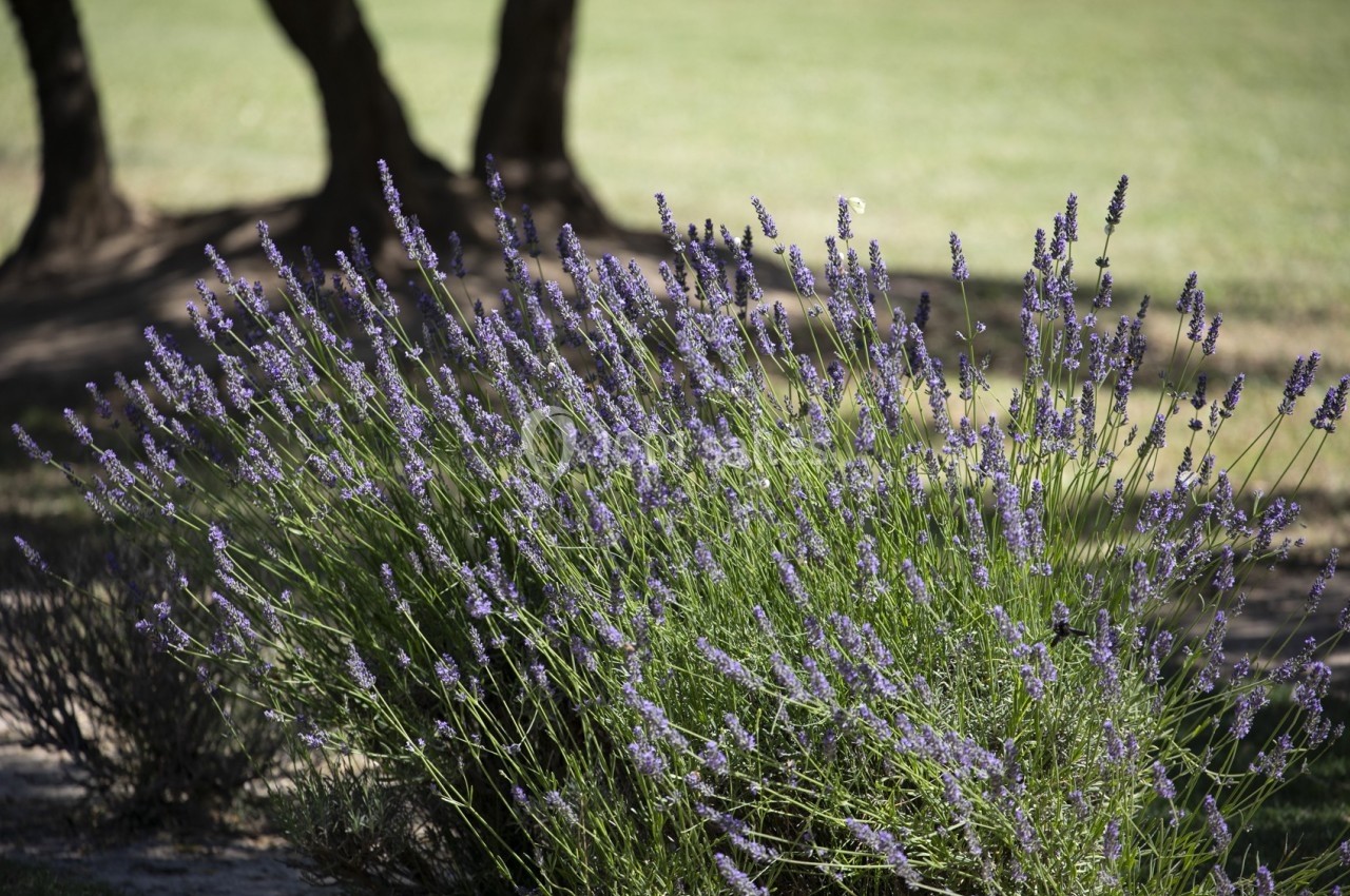 Branche de lavande en fleurs dans un jardin, avec des arbres et une pelouse en arrière-plan.