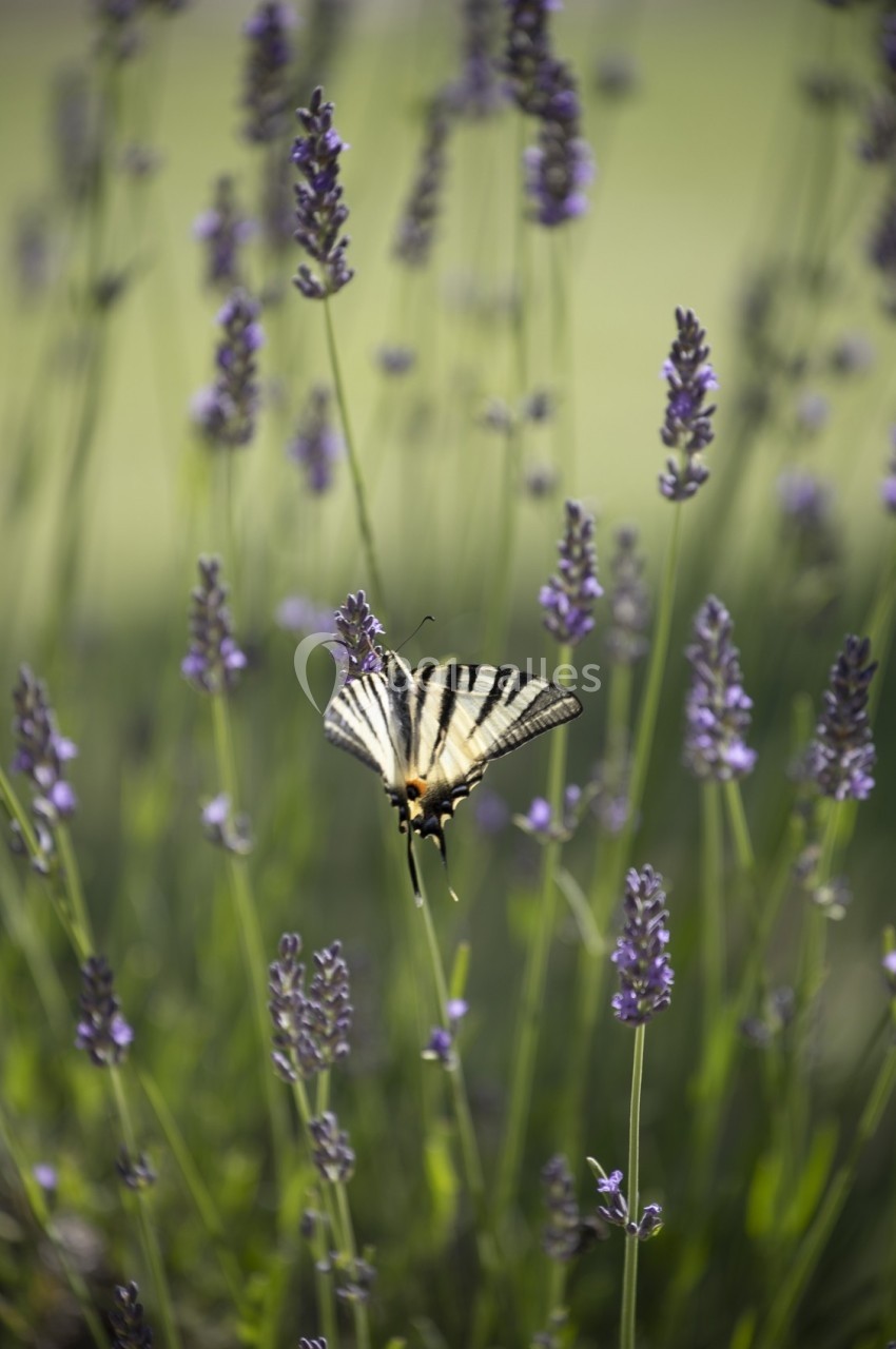 Un papillon rayé noir et jaune posé sur une fleur de lavande dans un champ ensoleillé.