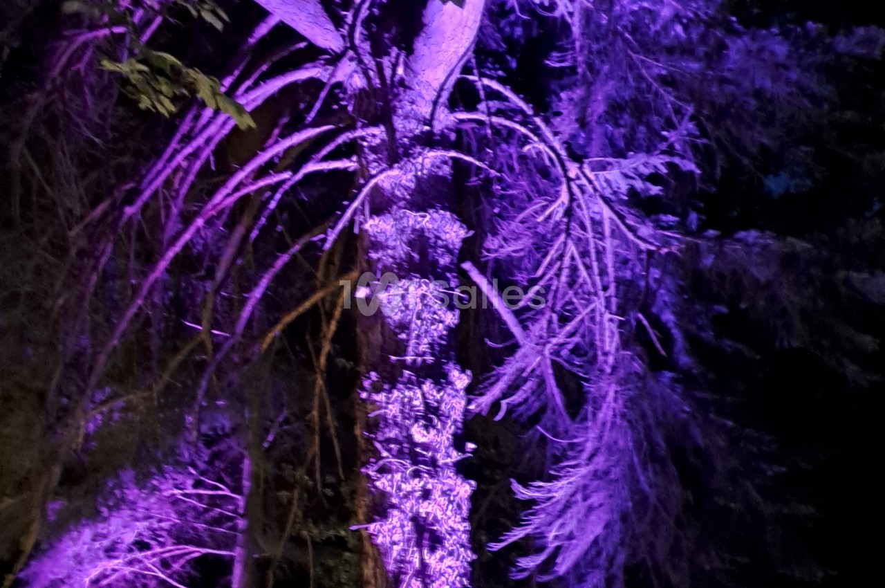 Tronc d'arbre et branches de conifères éclairés en violet dans la nuit, sur un fond sombre de végétation.