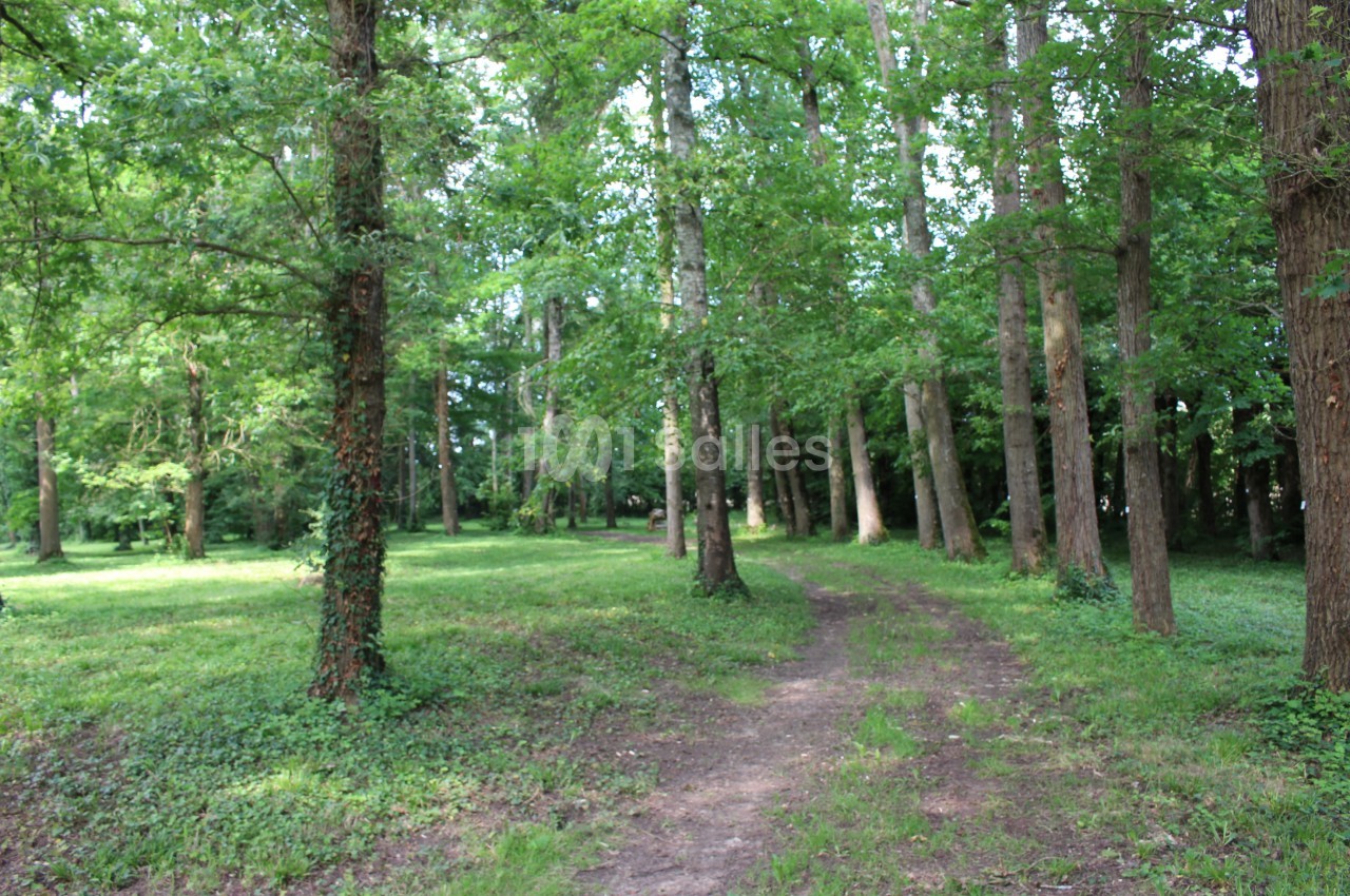 Allée de terre battue traversant un parc boisé, bordée de grands troncs d'arbres et d'une pelouse verte ensoleillée.