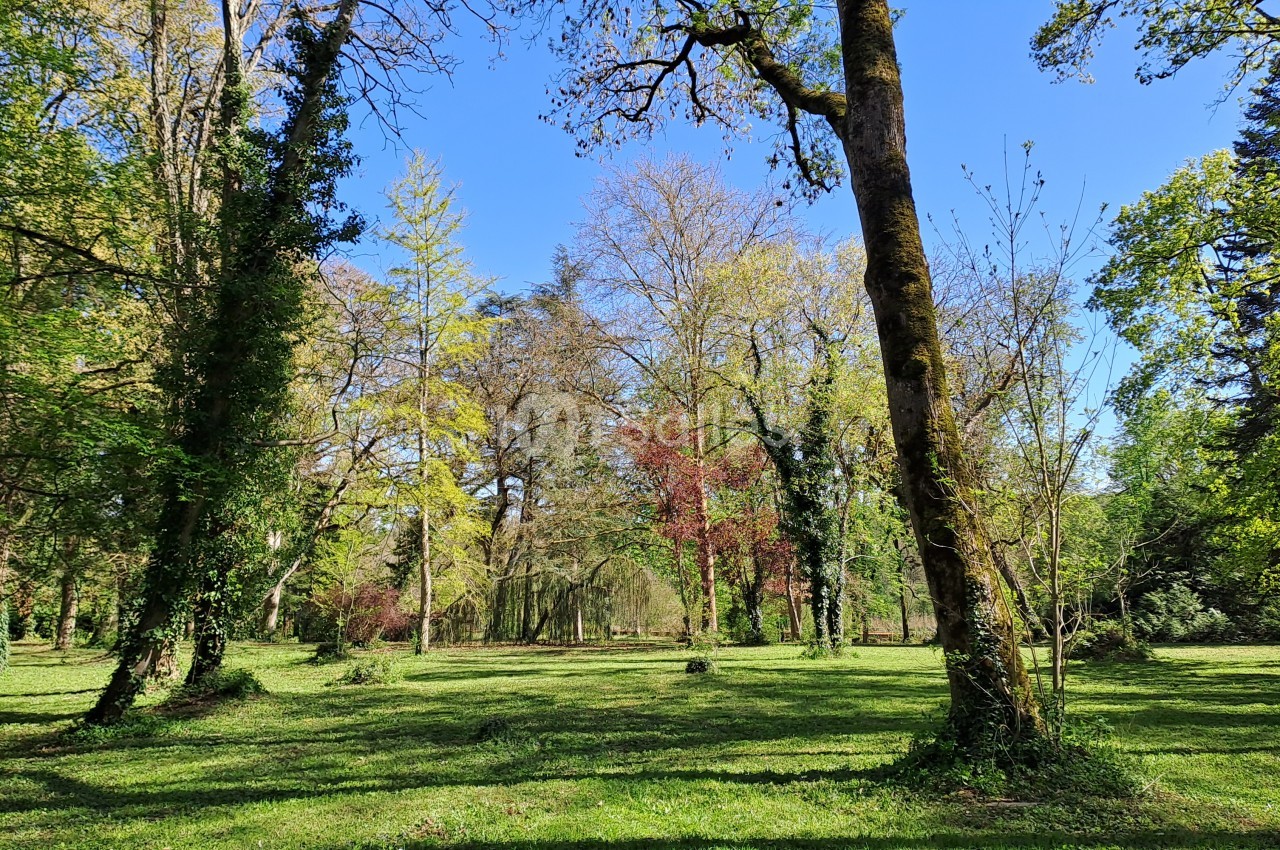Vaste pelouse ombragée dans un parc arboré, bordée de grands arbres au feuillage printanier et d'un ciel bleu clair.