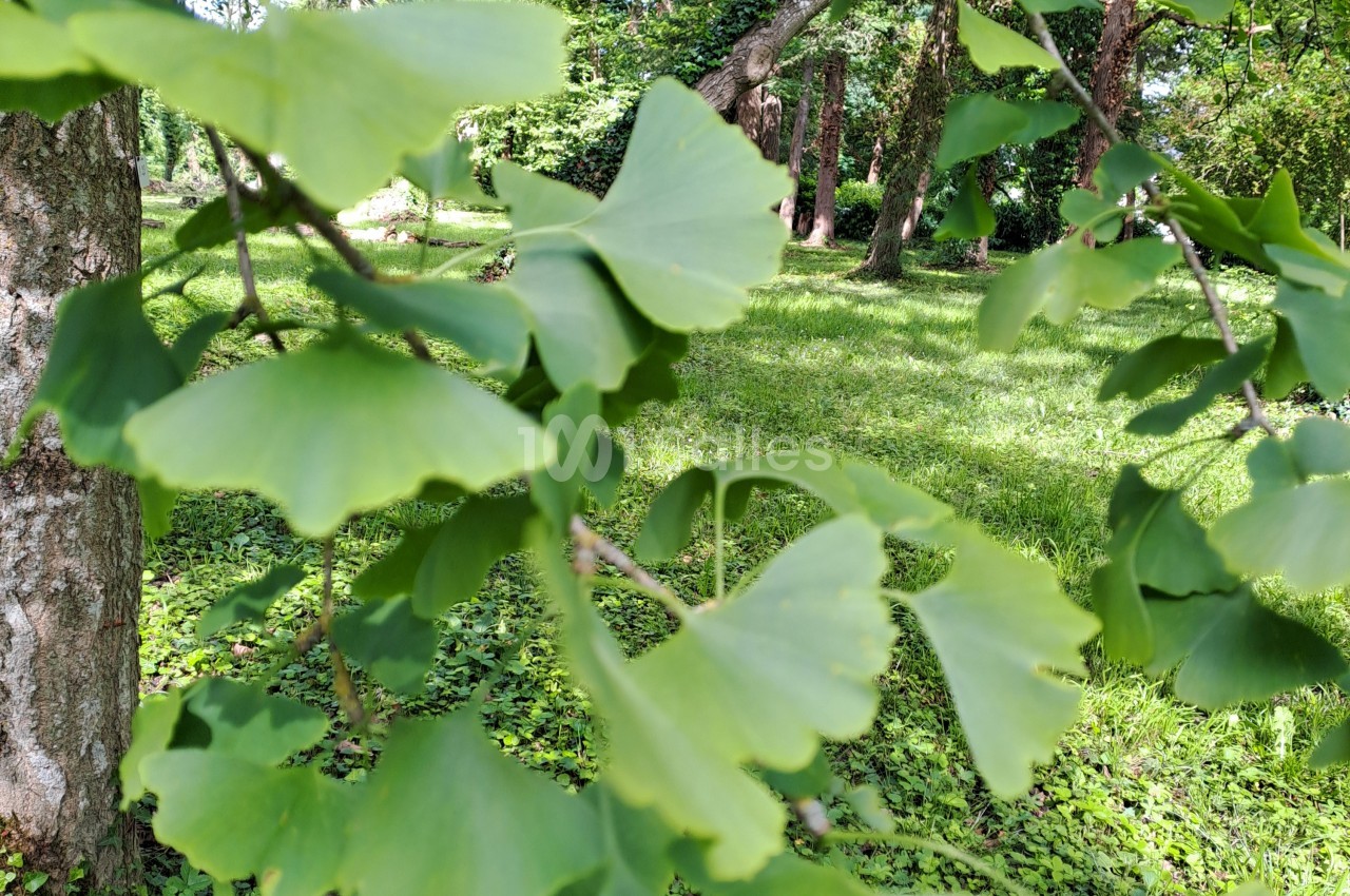 Feuilles de ginkgo aux bords découpés au premier plan, avec un tronc d'arbre à gauche et une pelouse ombragée arborée en arrière-plan.