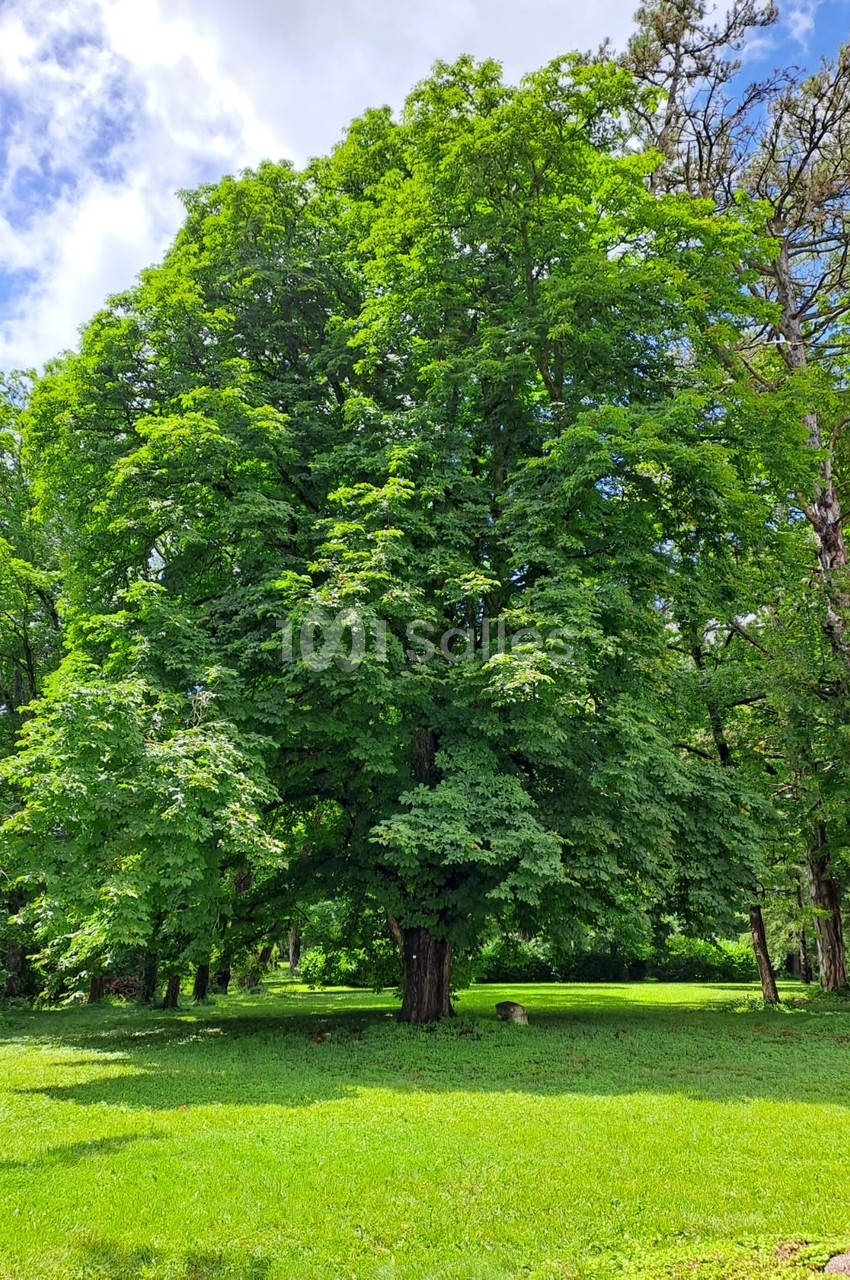 Grand arbre feuillu au feuillage vert clair dressé sur une pelouse ensoleillée, sous un ciel partiellement nuageux.