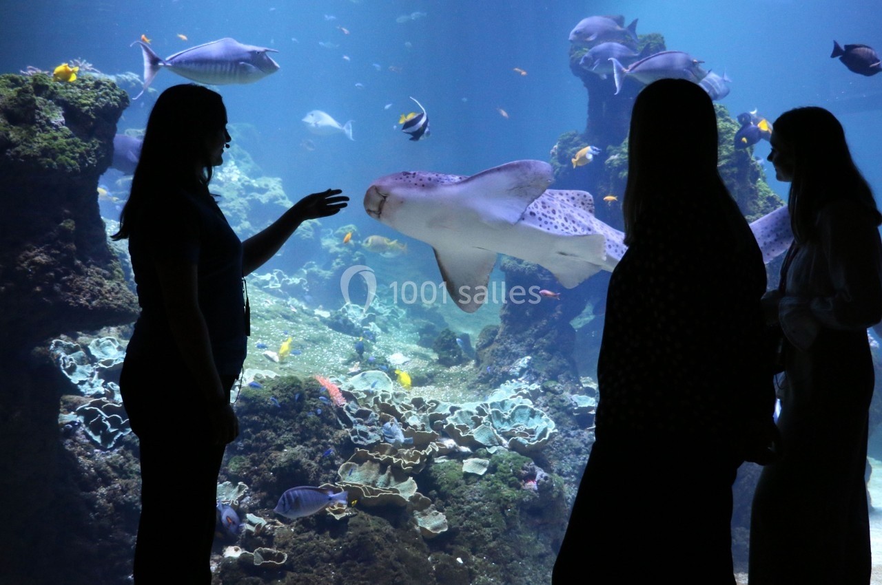Silhouettes de trois personnes observant un requin et d'autres poissons dans un grand aquarium.