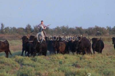 Location salle Candillargues (Hérault) - Mas Du Tamaris #24