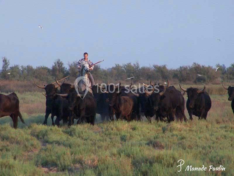 Location salle Candillargues (Hérault) - Mas Du Tamaris #19