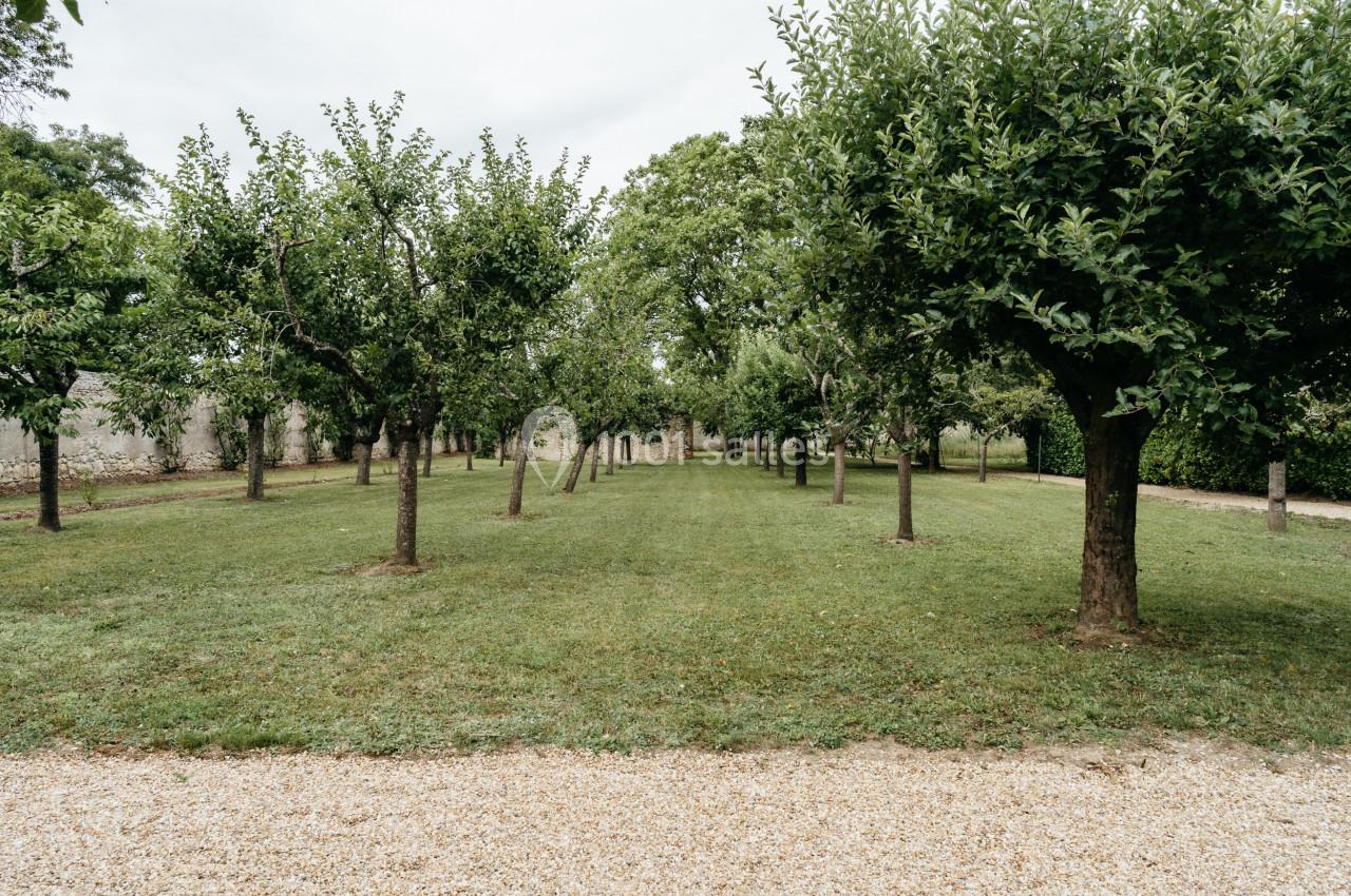 Allée bordée d'arbres dans un verger, avec une pelouse bien entretenue et un chemin de gravier au premier plan.
