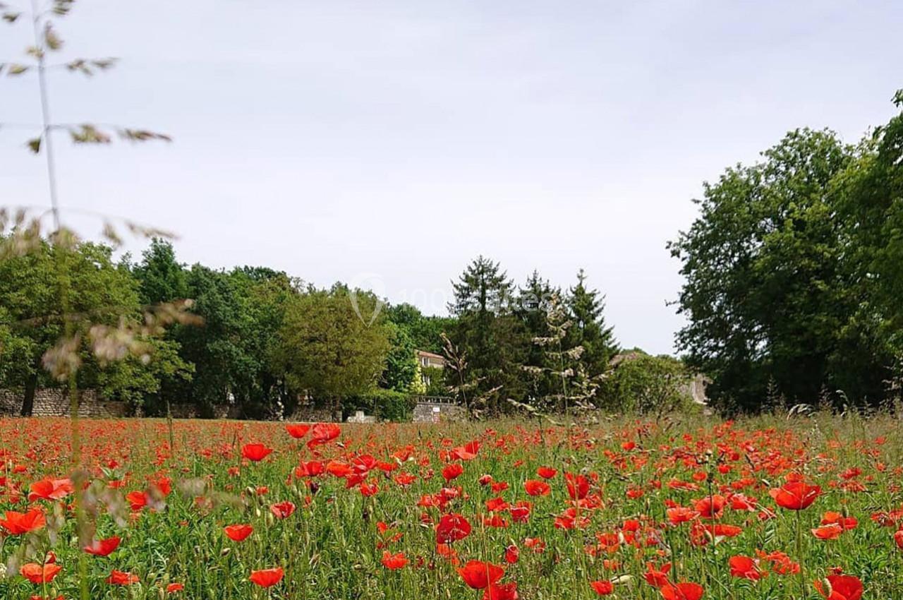 Champ de coquelicots rouges sous un ciel clair, entouré d'arbres et d'une maison visible à l'arrière-plan.