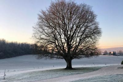 Paysage matinal avec un grand arbre isolé dans une prairie, entouré de brume et éclairé par une lumière douce.