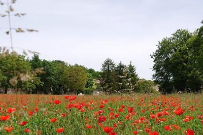 Arbre solitaire sans feuilles dans un champ givré au lever du jour, avec un chemin et des arbres en arrière-plan.
