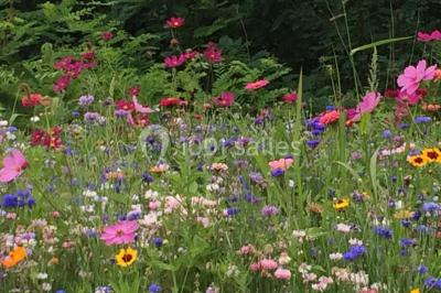Assiettes alignées contenant du saumon fumé, des tranches de citron, une sauce et une garniture sur une longue table.
