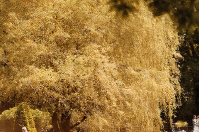 Un grand arbre aux feuilles dorées sous une lumière chaude, entouré de végétation et de quelques passants.