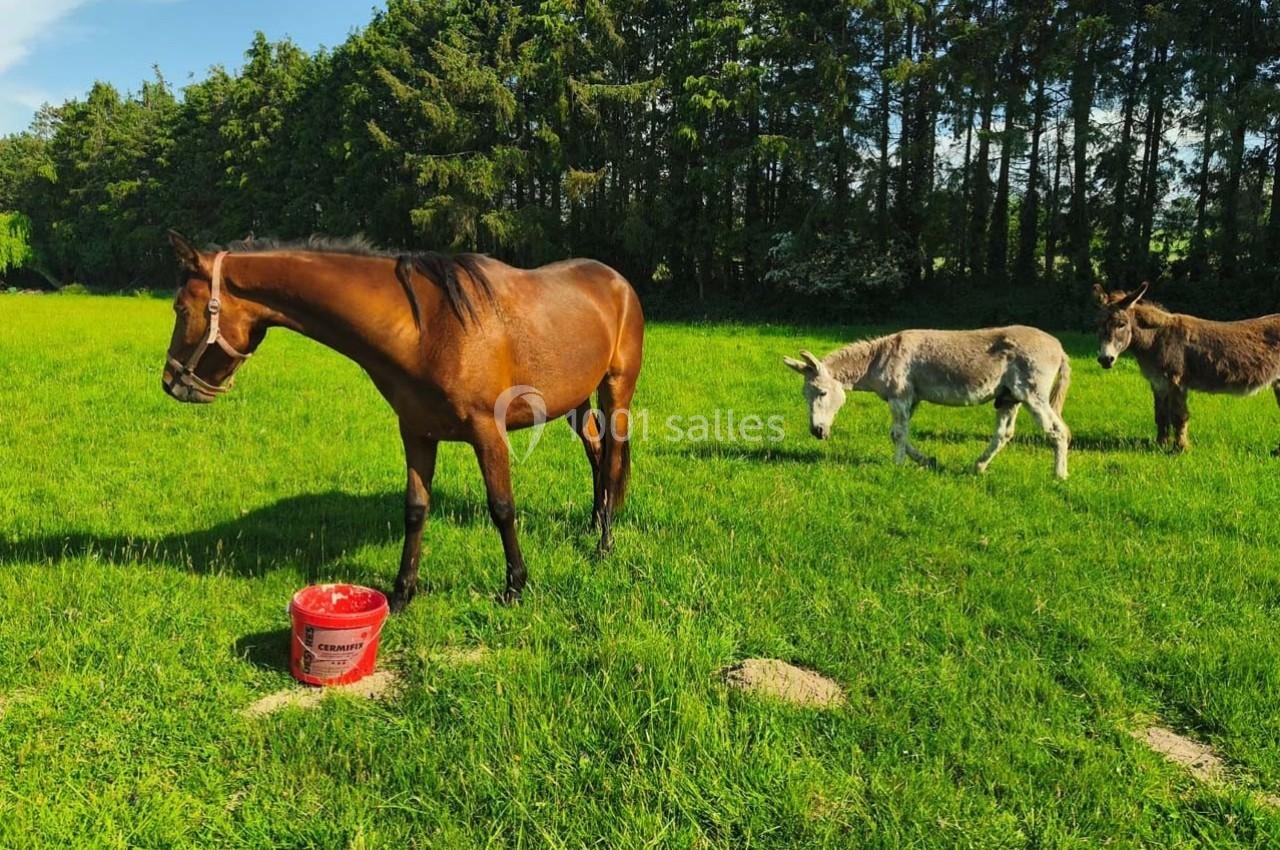 Un cheval brun près d'un seau rouge dans un pré, avec deux ânes gris en arrière-plan devant une rangée d'arbres.
